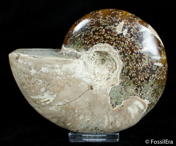 Inch Polished Ammonite From Madagascar #2910